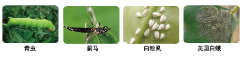 喜耀.jpg