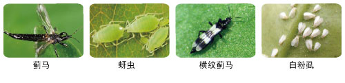 圖薊.jpg