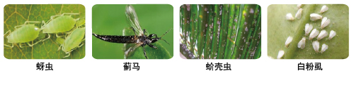 蚜蟲.jpg
